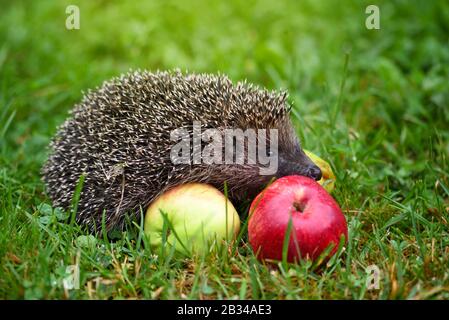 Hedgehog (Erinaceus Europaeus) sur une herbe verte près des pommes Banque D'Images