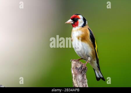 Golf eurasien (Carduelis carduelis), perché à l'affût, vue latérale, Allemagne, Bavière Banque D'Images