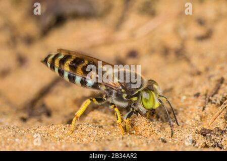 Batte bembix (Bembix rostrata, Epibembix rostrata), assise sur sable, Allemagne, Bavière, Niederbayern, Basse-Bavière Banque D'Images