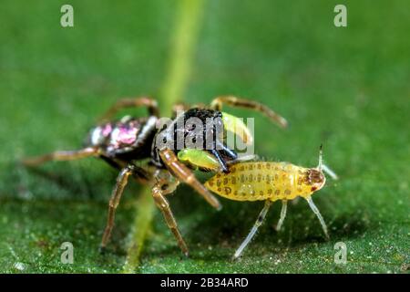Araignée sautant (Heliohanus cupreus), assise sur une feuille avec proie, Allemagne Banque D'Images