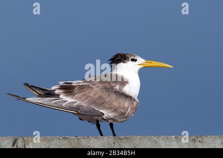 Une plus grande lanterne (Thalasseus bergii velox, Sterna bergii velox), adulte, Oman Banque D'Images