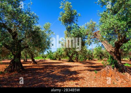 Olivier (Olea europaea ssp. Sativa), vieux oliviers gnardés dans une bosquet, Espagne, Katalonia Banque D'Images