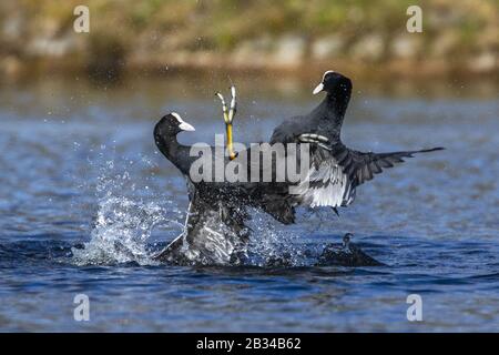 Black coot (Fulica atra), deux cuisiniers noirs luttant dans l'eau, Allemagne, Bavière Banque D'Images