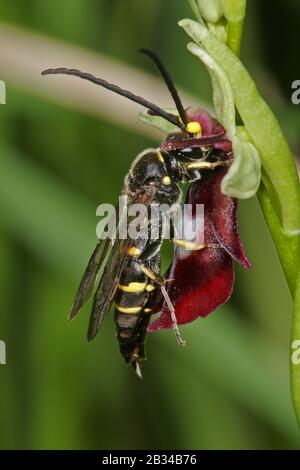 Guêpe solitaire (Argogorytes mystaceus), mâle à la fleur d'orchidée, , Ophrys insectifera, Allemagne Banque D'Images