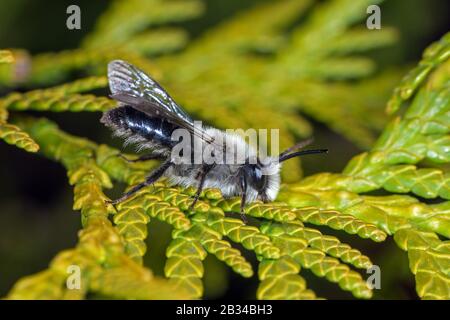 Abeille minière (Andrena cineraria), sur une branche, Allemagne Banque D'Images