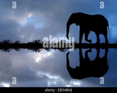 L'éléphant d'Afrique (Loxodonta africana) se reflète dans l'eau pendant les conditions météorologiques pluviales, composant, Namibie Banque D'Images