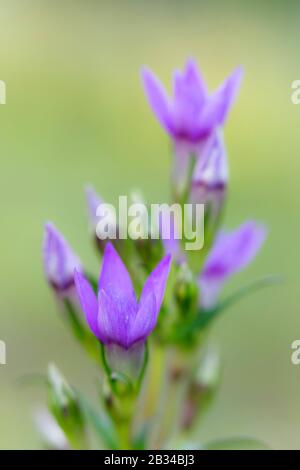 Gentian allemand, Gentiane chilterne (Gentiana germanica, Gentianella germanica), floraison, Allemagne, Bavière Banque D'Images