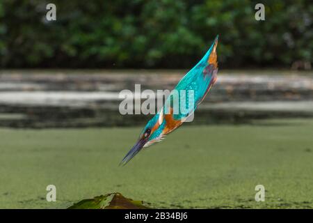 River kingfisher (Alcedo atthis), chasse, tombant dans l'eau aussi vite qu'une flèche, Pays-Bas, Naarden Banque D'Images