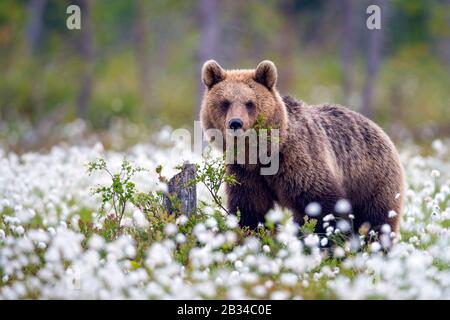 Ours brun européen (Ursus arctos arctos), dans les herbes fruitiées de coton, Finlande, Carélia, Suomussalmi Banque D'Images