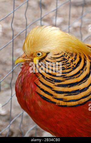 Portrait d'un Pheasant doré, une partie d'animal en vue latérale. Banque D'Images