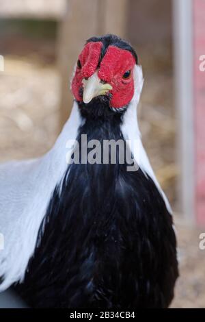 Portrait d'un faisan d'argent, une partie de l'animal devant. Banque D'Images