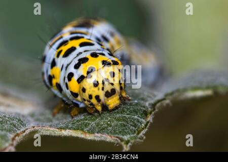 Mullein Moth, Mullein caterpillar (Cucullia verbasci, Shargacucullia verbasci), caterpillar sur une feuille, portrait, Allemagne, Bade-Wurtemberg Banque D'Images