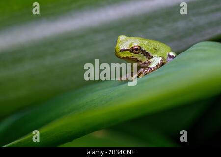 Grenouille des arbres italienne (Hyla intermedia), assise sur une feuille, vue latérale, Italie Banque D'Images