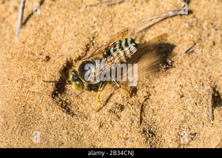 Ristate bembix wasp (Bembix rostrata, Epibembix rostrata), sur le terrain, Allemagne Banque D'Images