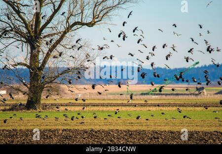 Northern lapwing (Vanellus vanellus), affluent en vol sur un terrain, en Allemagne Banque D'Images