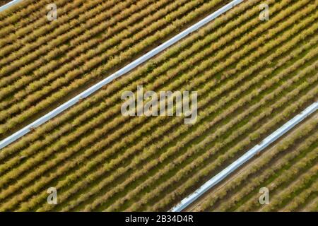 Asperges de jardin, gras de Bruant, asperges sauvages (asperges officinalis), vue aérienne d'un champ d'asperges, Allemagne, Bavière, Niederbayern, Basse-Bavière Banque D'Images