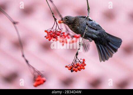 Blackbird (Turdus merula), homme mangeant des fruits rowan, Allemagne, Bade-Wuerttemberg Banque D'Images