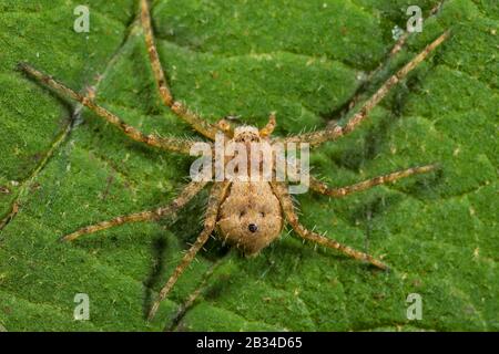 Philodromus (Philodromus margaritatus), assis sur une feuille, Allemagne Banque D'Images