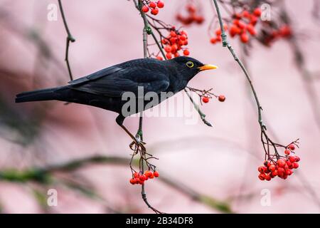 Blackbird (Turdus merula), homme perchant sur une branche de rowan, Allemagne, Bade-Wuerttemberg Banque D'Images