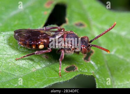 Grande abeille Nomad (Nomada alboguttata), assise sur une feuille, Allemagne Banque D'Images