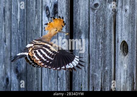 Hoopoe (Upupa epops), avec des aliments pour animaux dans la facture en train d'atterrir à un trou dans un mur en bois, vue latérale, Allemagne, Bavière Banque D'Images