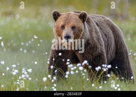 Ours brun européen (Ursus arctos arctos), debout dans la prairie de coton-herbe, Finlande, Carélia, Suomussalmi Banque D'Images