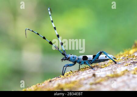 Rosalia longicorne (Rosalia alpina), portrait complet, vue latérale, Allemagne, Bade-Wuerttemberg, Alb swabian Banque D'Images