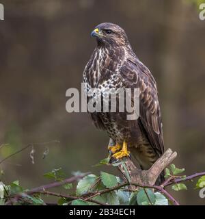 Buzzard eurasien (Buteo buteo), perché sur une branche morte, Allemagne, Bavière Banque D'Images