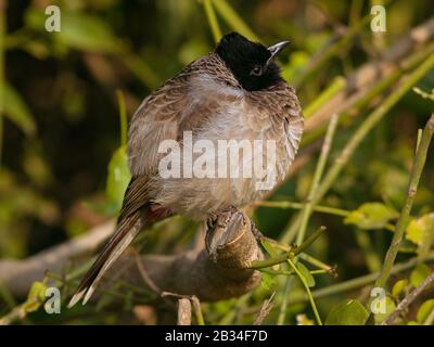 Bulbul à ventilation rouge dans son habitat naturel Banque D'Images