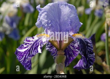 Violet grandes fleurs d'iris barbu, Falcon du Millénaire Banque D'Images