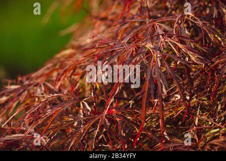 Gros plan du feuillage rouge bordeaux sur l'arbre Acer palmatum dissectum (érable japonais pleurant) à la fin du printemps / début de l'été Banque D'Images