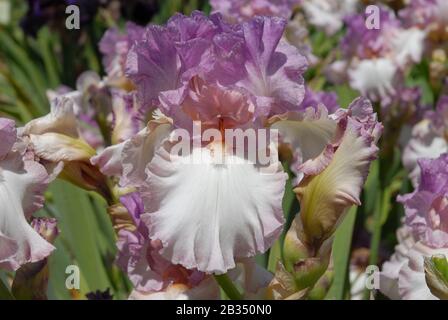 Grand iris barbu, Frappant, fleurs et bourgeons dans un jardin Banque D'Images