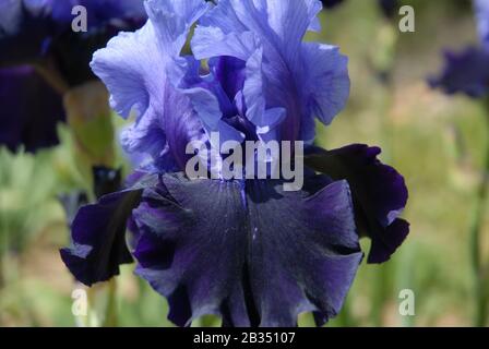 Grand iris barbu, attraction fatale Banque D'Images