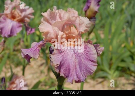 Rose et mauve Tall fleur d'iris barbu, revers Banque D'Images