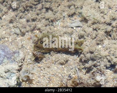 Aplysia dactylomela. Concombre de mer repéré sur fond marin sableux Banque D'Images
