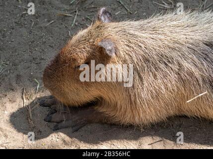 Gros plan Capybara Dormait sur le sol Banque D'Images