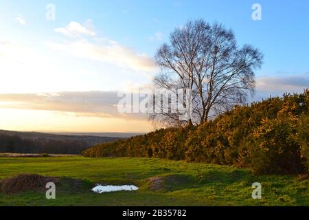 Lumière d'hiver, début mars, en regardant vers l'ouest de Branchies Lap, Ashdown Forest, East Sussex, maison des histoires Winnie l'Ourson. Gorse, bouleau argenté, pin Banque D'Images