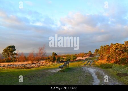 Lumière d'hiver, début mars, en regardant vers l'ouest de Branchies Lap, Ashdown Forest, East Sussex, maison des histoires Winnie l'Ourson. Gorse, bouleau argenté, pin Banque D'Images