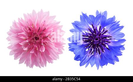 Bleuet bleu et rose isolated on white Banque D'Images