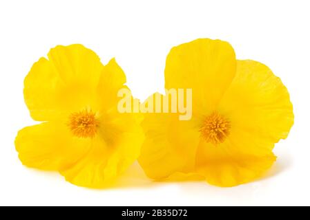 Fleurs de pavot cornu jaune isolé sur fond blanc Banque D'Images