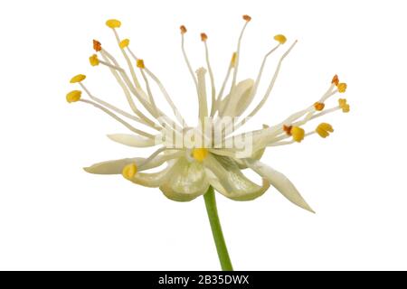 Fleur de tilleul isolé sur fond blanc Banque D'Images