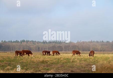 Le pâturage des bovins de Hereford dans une réserve naturelle néerlandaise Banque D'Images