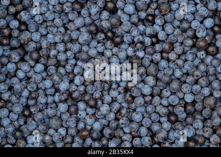 Sloes - Fraîchement Cueillies : gros plan de sloes fraîchement cueillies, montrant en partie leur film de cire blanche naturelle Banque D'Images