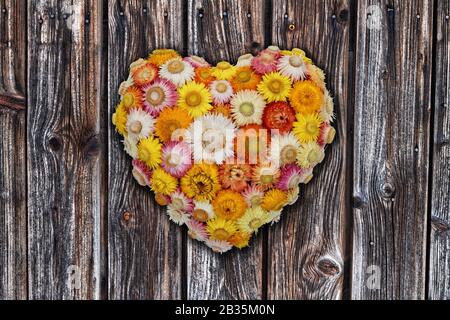 Décoration de mur de fleurs éternelle : disposition de fleur éternelle en forme de coeur comme décoration de mur sur fond de pin foncé Banque D'Images