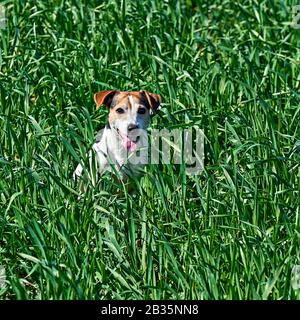 Un chiot mignon est assis dans une herbe verte. Un chien rouge et blanc jouable Russell joue sur un pré de ferme avec un espace de copie Banque D'Images