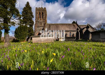 J'aime les croci et les jondilles de l'église St Luke à Lowick tellement arrêté par sur le chemin de la maison ce matin pour voir comment ils sont venus. Pas tout à fait Banque D'Images