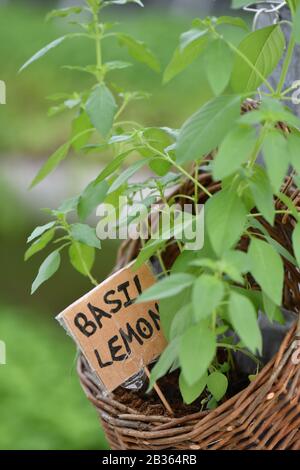 Citron basilic plante ingrédient frais de croissance Banque D'Images