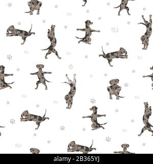 Les chiens de yoga poses et exercices affiche design. Chien de léopard Catahoula modèle sans couture. Illustration vectorielle Illustration de Vecteur