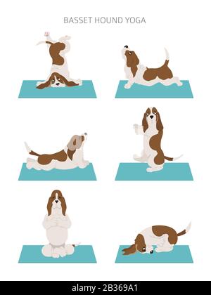 Les chiens de yoga poses et exercices. Clipart de Basset Hound. Illustration vectorielle Illustration de Vecteur