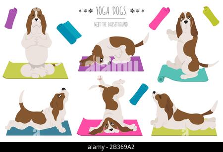 Les chiens de yoga poses et exercices. Clipart de Basset Hound. Illustration vectorielle Illustration de Vecteur